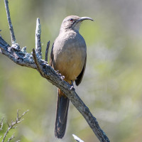 California Thrasher